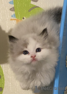 Photo №3. Superbes chatons de ragdoll pur. Nouvelle zélande