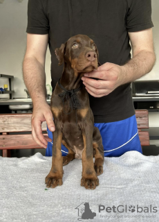 Photo №4. Je vais vendre dobermann en ville de Belgrade. éleveur - prix - négocié