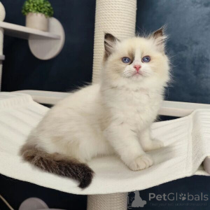 Photo №1. ragdoll - à vendre en ville de Ankum | 350€ | Annonce № 170875