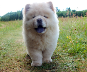 Photos supplémentaires: Chiots Chow Chow