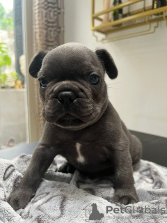 Photo №1. bouledogue - à vendre en ville de Seven Springs | 284€ | Annonce №115039