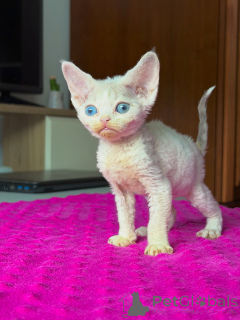 Photo №3. Charmant chaton Devon Rex au pelage doux et bouclé à la recherche d'un foyer. Pologne
