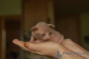 Photo №3. Chatons Sphynx. La Lettonie