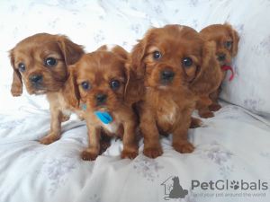 Photo №4. Je vais vendre cavalier king charles spaniel en ville de Калифорния Сити. éleveur - prix - 473€