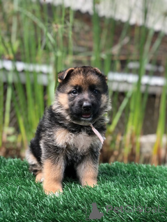 Photo №1. berger allemand - à vendre en ville de Warrnambool | négocié | Annonce №157841