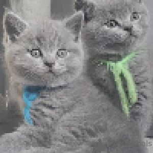 Photo №3. Manteaux en peluche British Elegance et yeux dorés. Suisse