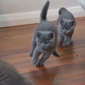 Photo №4. Je vais vendre british shorthair en ville de Гамбург. annonce privée, éleveur - prix - 400€