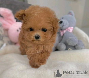 Photo №3. Adoption de zwergpudel zur. Allemagne