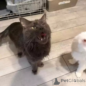 Photo №2 de l'annonce № 167263 de la vente maine coon - acheter à Allemagne annonce privée