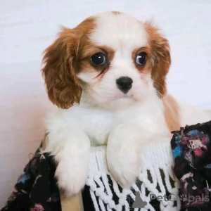 Photo №3. Cavalier King Charles Spaniel Welpen Zur Adoption. Allemagne