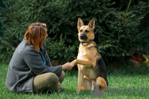 Photo №2 de l'annonce № 8053 de la vente chien bâtard - acheter à Fédération de Russie annonce privée