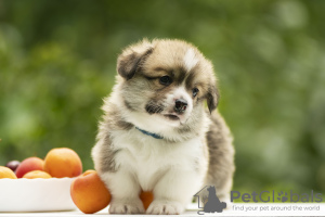 Photos supplémentaires: gallois corgi pembroke