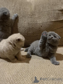 Photo №1. scottish fold - à vendre en ville de Destin | 319€ | Annonce № 140156