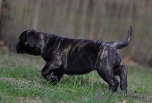 Photo №4. Je vais vendre bullmastiff en ville de Venlo. de la fourrière - prix - 1500€