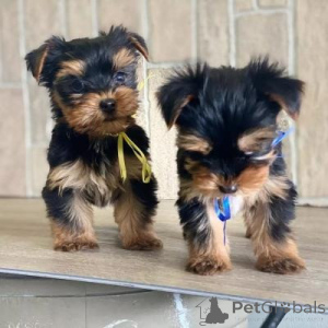 Photo №2 de l'annonce № 175841 de la vente yorkshire terrier - acheter à Pologne 