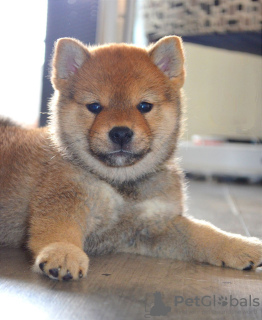 Photos supplémentaires: Chiots Shiba Inu