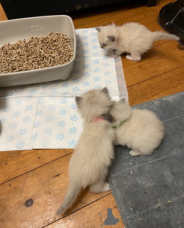 Photo №1. ragdoll - à vendre en ville de Villard | 400€ | Annonce № 172349
