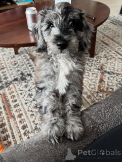 Photo №1. labradoodle - à vendre en ville de Dalby | négocié | Annonce №156420