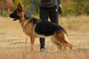 Photo №4. Je vais vendre berger allemand en ville de Kharkov. de la fourrière, éleveur - prix - 631€