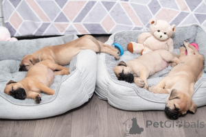 Photo №4. Je vais vendre bullmastiff en ville de Caverne.  - prix - 500€