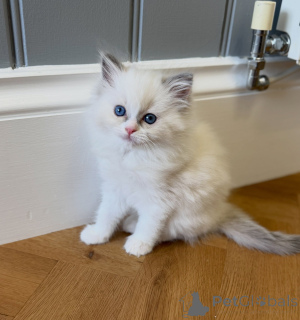 Photo №1. ragdoll - à vendre en ville de Eindhoven | négocié | Annonce № 176583