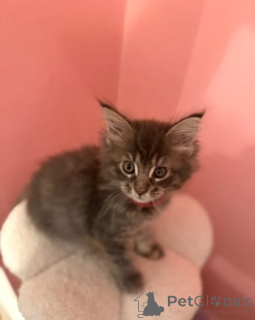 Photo №2 de l'annonce № 160423 de la vente maine coon - acheter à Allemagne éleveur