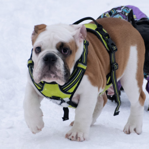 Photo №1. bulldog anglais - à vendre en ville de Samara | Négocié | Annonce №4821