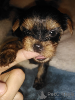 Photo №3. Chiots Yorkie miniatures.. La Lettonie