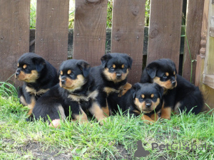 Photo №2 de l'annonce № 168432 de la vente rottweiler - acheter à Suède annonce privée, éleveur