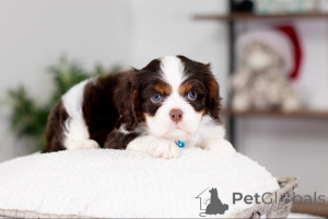 Photo №3. Rencontrez Oliver, un véritable petit prince au cœur aussi doré que son manteau.. Allemagne