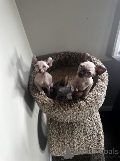 Photo №1. sphynx - à vendre en ville de Quedlinburg | 350€ | Annonce № 148547