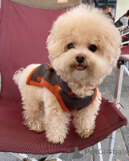 Photo №3. Mignons adorables chiots maltais à vendre contactez WhatsApp Business. Allemagne