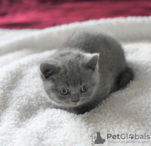 Photo №1. british shorthair - à vendre en ville de Bamberg | 350€ | Annonce № 123356