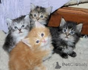 Photo №1. maine coon - à vendre en ville de Murcia | négocié | Annonce № 176373