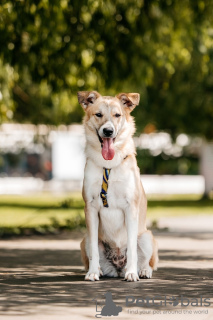 Photo №2 de l'annonce № 91586 de la vente chien bâtard - acheter à Fédération de Russie annonce privée