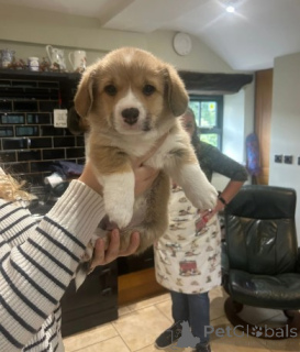 Photo №1. welsh corgi - à vendre en ville de Berlin | négocié | Annonce №155801