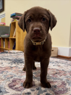Photo №2 de l'annonce № 163764 de la vente labrador retriever - acheter à Pays Bas annonce privée, éleveur
