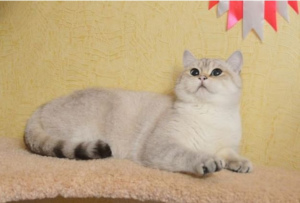 Photo №2 de l'annonce № 2538 de la vente british shorthair - acheter à Fédération de Russie de la fourrière