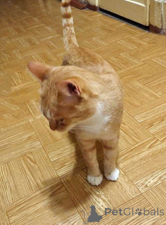 Photo №4. Je vais vendre  en ville de Saint-Pétersbourg. annonce privée - prix - Gratuit