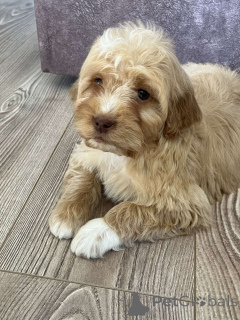 Photo №3. Goldendoodles et Labradoodles. Serbie