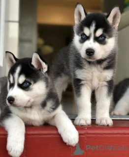 Photo №1. husky de sibérie - à vendre en ville de Griegi | 425€ | Annonce №153754