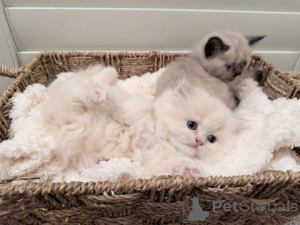Photo №4. Je vais vendre munchkin en ville de Kaisrslautern. éleveur - prix - 410€