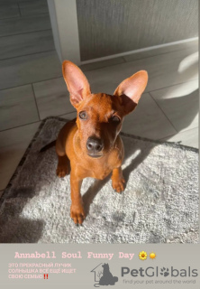 Photo №1. pinscher miniature - à vendre en ville de Minsk | négocié | Annonce №66697