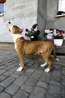 Photo №3. Terrier américain du Staffordshire. Fédération de Russie