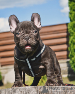 Photos supplémentaires: Chiots bouledogue français