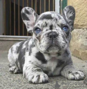 Photos supplémentaires: Entzückende englische Bulldoggen-Welpen stehen zur Adoption zur Verfügung