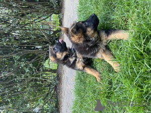 Photo №3. Je vends des chiots berger allemand de race. Pologne
