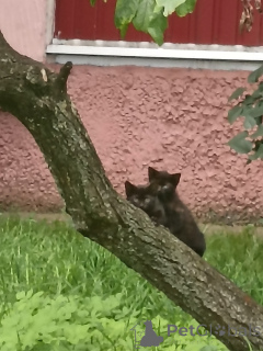 Photo №1.  - à vendre en ville de Minsk | Gratuit | Annonce № 163635