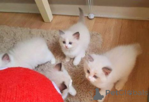 Photo №3. Léif 8 Wochen Al Ragdoll Kätzchen Gesond & Léif. Luxembourg