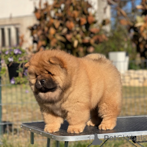 Photo №1. chow-chow - à vendre en ville de Ardmore | 872€ | Annonce №157409